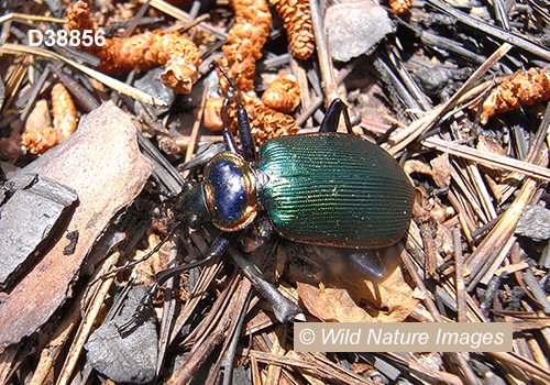 Fiery Searcher (Calosoma scrutator)